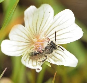 Andrena pulvera male sleeping-2