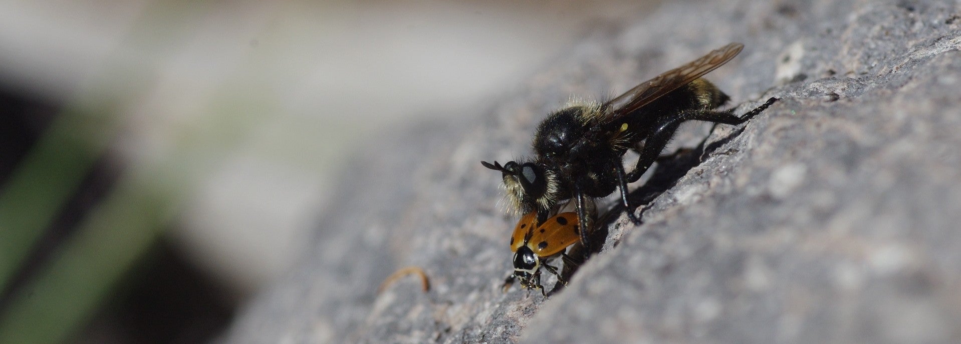 Asilid eating H. convergens-1 (YHL)-low res