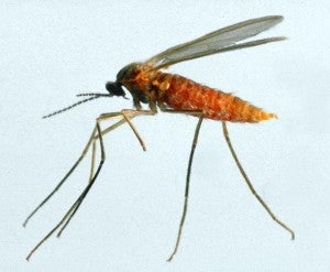 Midge (Cecidomyia bisetosa)